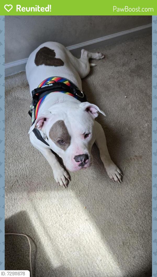 Reunited Female Dog last seen Murphy's , Greensboro, NC 27406