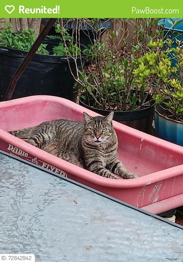Reunited Male Cat last seen 53rd Ave N  and main st., St. Petersburg, FL 33714