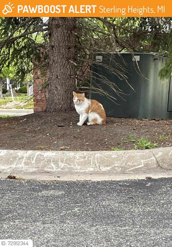 Found/Stray Unknown Cat last seen Ryan road, Sterling Heights, MI 48312