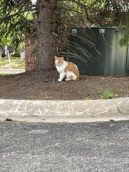 Found/Stray Unknown Cat last seen Ryan road, Sterling Heights, MI 48312