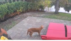 Found/Stray Unknown Cat last seen Close to el Dorado and tropicana, Cape Coral, FL 33993