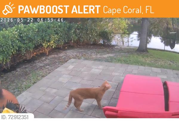 Found/Stray Unknown Cat last seen Close to el Dorado and tropicana, Cape Coral, FL 33993