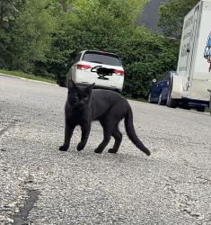 Found/Stray Unknown Cat last seen Ryan road, Sterling Heights, MI 48312