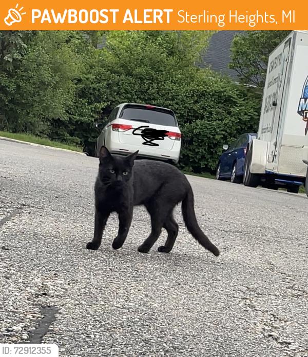 Found/Stray Unknown Cat last seen Ryan road, Sterling Heights, MI 48312