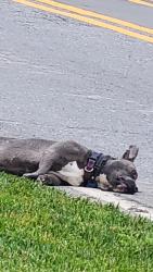 Found/Stray Unknown Dog last seen Davis Park road, Gastonia, NC 28052