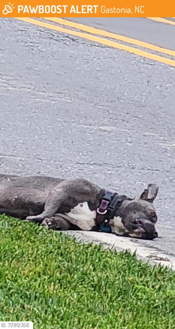 Found/Stray Unknown Dog last seen Davis Park road, Gastonia, NC 28052