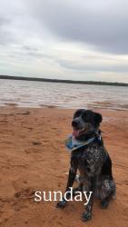 Lost Female Dog last seen Elisson Library, Oklahoma City, OK 73111