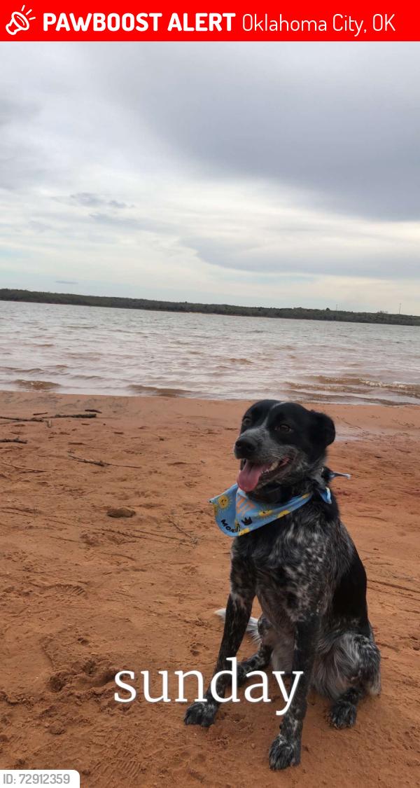 Lost Female Dog last seen Elisson Library, Oklahoma City, OK 73111
