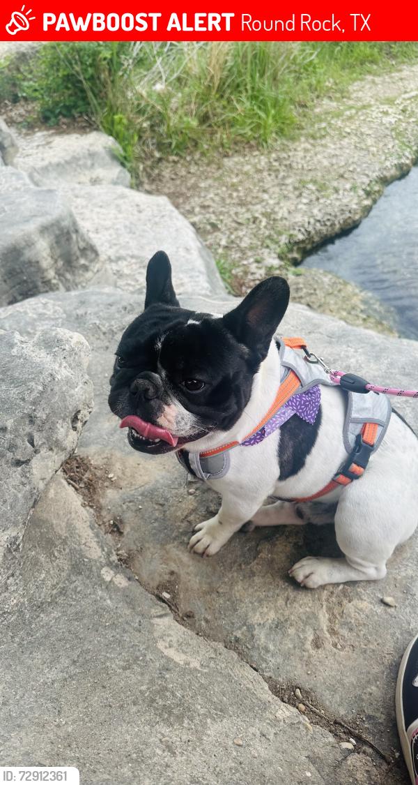 Lost Male Dog last seen My street , Round Rock, TX 78664