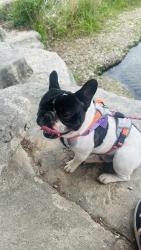 Lost Male Dog last seen My street , Round Rock, TX 78664