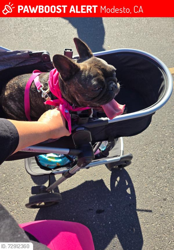 Lost Female Dog last seen Riverside Ave, Modesto, CA 95354