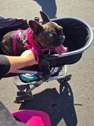 Lost Female Dog last seen Riverside Ave, Modesto, CA 95354