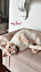 Reunited Female Cat last seen Fox Hills cndmniums , Bloomfield Township, MI 48304