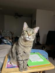 Lost Female Cat last seen Olde West Drive, Henrico, VA 23228