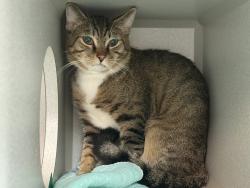 Shelter Stray Male Cat last seen Will Update, NEW YORK, NY, 10029, New York, NY 10029