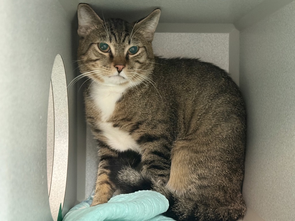 Shelter Stray Male Cat last seen Will Update, NEW YORK, NY, 10029, New York, NY 10029