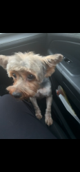 Reunited Female Dog last seen elms rd, Killeen, TX 76549