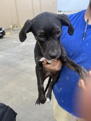 Found/Stray Male Dog last seen syntex industries west rome , Rome, GA 30165