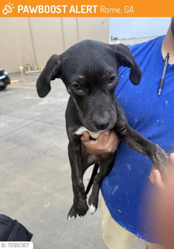 Found/Stray Male Dog last seen syntex industries west rome , Rome, GA 30165