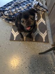 Found/Stray Male Dog last seen Jamison subdivision , Murfreesboro, TN 37129