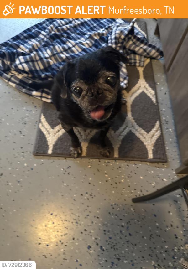 Found/Stray Male Dog last seen Jamison subdivision, Murfreesboro, TN 37129