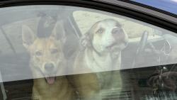 Reunited Male Dog last seen Clarkston High School Parking Lot, Independence Township, MI 48346