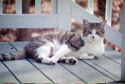 Reunited Male Cat last seen Near Bartow St, Waleska, Waleska, GA 30183