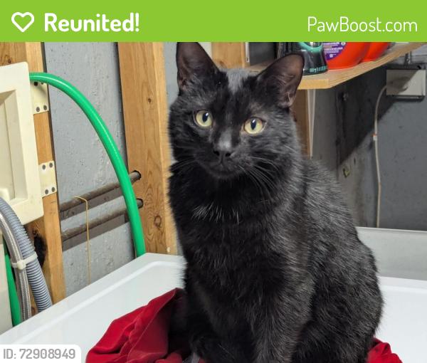 Reunited Male Cat last seen Cherry Street and Hill Street, Cary, IL 60013