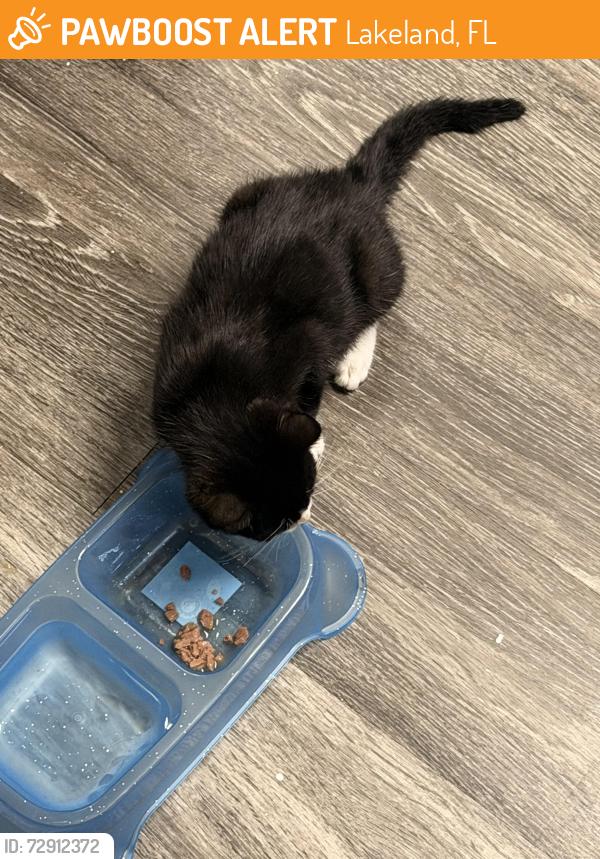 Found/Stray Male Cat last seen wawa, Lakeland, FL 33801