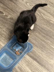 Found/Stray Male Cat last seen wawa, Lakeland, FL 33801
