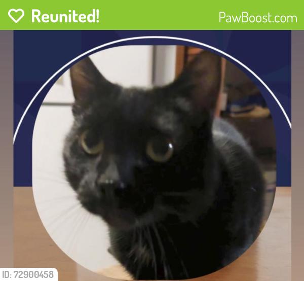 Reunited Male Cat last seen Near Eyck ave Albany Ny, Albany, NY 12209