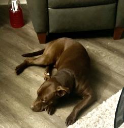 Reunited Male Dog last seen Americo, Acworth, GA 30101