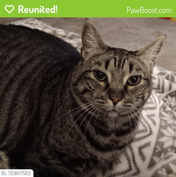 Reunited Female Cat last seen Springlake, Jacksonville, FL 32210