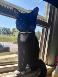 Lost Male Cat last seen Near cypress Street , Baltimore, MD 21226