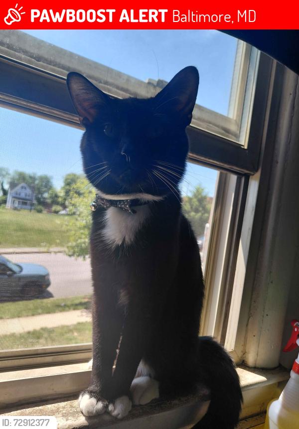 Lost Male Cat last seen Near cypress Street , Baltimore, MD 21226