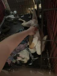 Reunited Female Dog last seen Intersection of Houston Valley Rd and Bandy Rd, Ringgold, GA 30755