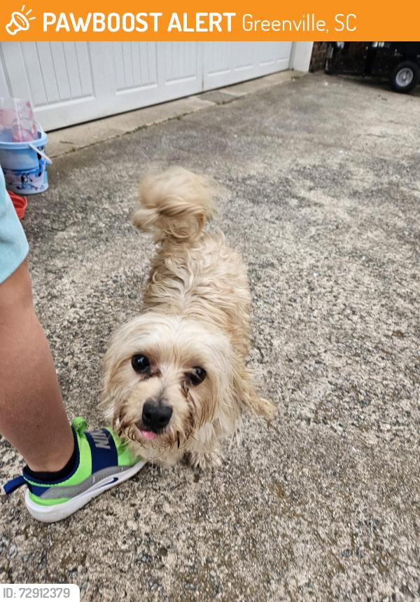 Found/Stray Male Dog last seen Richbourg and Edwards Rd, Greenville, SC 29615