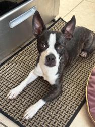Found/Stray Male Dog last seen National Ave , San Diego, CA 92113