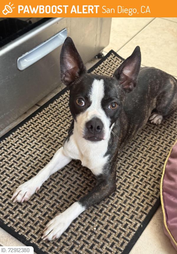 Found/Stray Male Dog last seen National Ave , San Diego, CA 92113