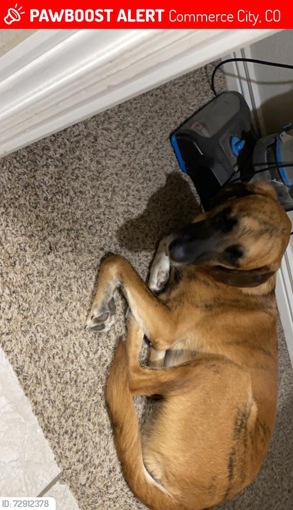 Lost Male Dog last seen Suncor, Commerce City, CO 80022
