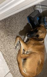 Lost Male Dog last seen Suncor, Commerce City, CO 80022