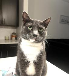 Reunited Male Cat last seen  Azalea Bay apmts, The pointe Gulf Breeze , Gulf Breeze, FL 32563