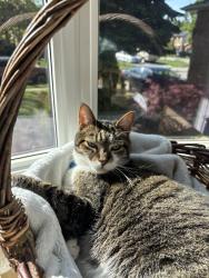 Reunited Male Cat last seen Near Driftwood Crescent, Brampton, ON L6Z 2C4, Canada, Brampton, ON L6Z 2C4
