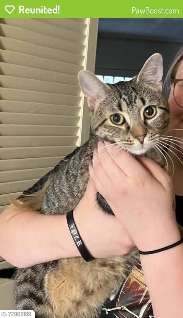 Reunited Male Cat last seen W Main Street and S Oak Street , Ephrata, PA 17522