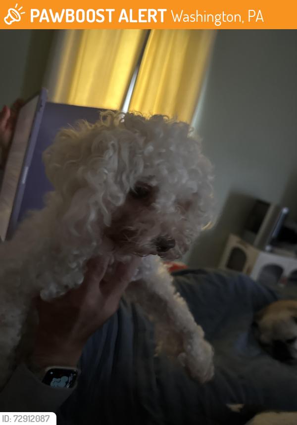 Found/Stray Male Dog last seen Hallam, Washington, PA 15301