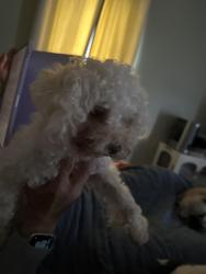 Found/Stray Male Dog last seen Hallam, Washington, PA 15301