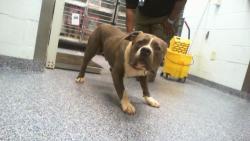 Shelter Stray Male Dog last seen CHARLOTTE, Charlotte, NC 28217