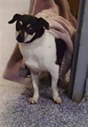 Shelter Stray Male Dog last seen CHARLOTTE, Charlotte, NC 28217