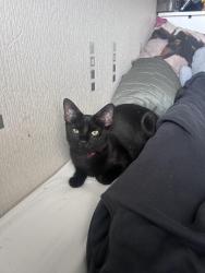 Lost Female Cat last seen Ashton drive, Swiss drive, Swiss rosd, Bristol City, England BS3
