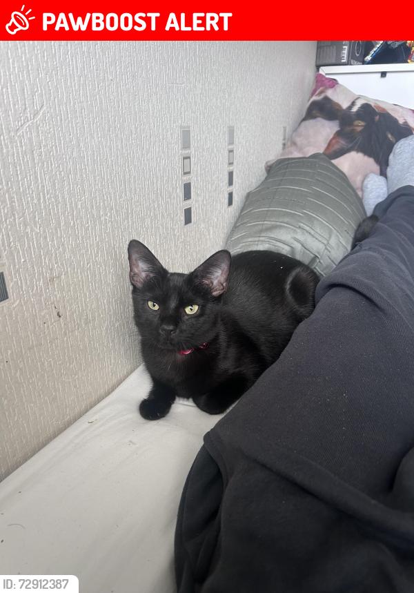 Lost Female Cat last seen Ashton drive, Swiss drive, Swiss rosd, Bristol City, England BS3